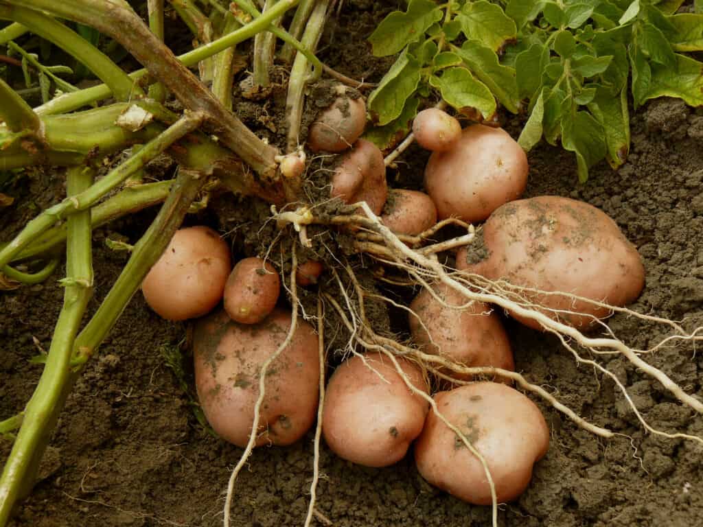 Harvest potatoes
